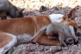 主人在野外救回小猴子，哪知家里的狗子下狠手，结果会怎样呢视频封面