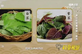 莫要小瞧紫苏叶！宣肺、和胃又能利尿，强大功效能入药|健康之路视频封面