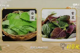 莫要小瞧紫苏叶！宣肺、和胃又能利尿，强大功效能入药|健康之路视频封面