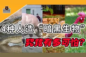 4种人造暗黑动物，混血哥斯拉长相恐怖体长6.4米，遇到该怎么办？视频封面