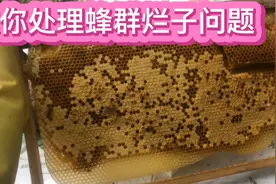 蜂群烂子的表现是怎样的呢？实操教你处理蜂群烂子的问题视频封面