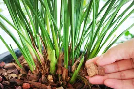 养兰花，如何用松树皮搭配植料？看完又学会一招！视频封面