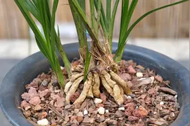 兰花能不能提根栽种？究竟有什么利弊？在这里给你说清楚视频封面