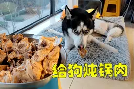 狗狗看到一锅炖肉是啥反应？一个比一个反应激烈，二哈：又过年了视频封面