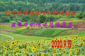 遂宁市安居区七彩明珠景区正在建修的情缘花海景点视频封面