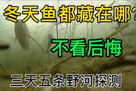 冬天鱼都藏在哪？答案在这！三天五条野河探测结果分享视频封面