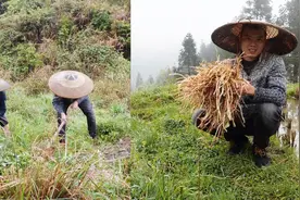 认出来算你狠，长得像茅草根却是绝味美食，吃一口就会上瘾视频封面