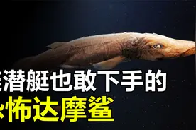 体型娇小却不惧虎鲸，连潜艇也敢下手，达摩鲨究竟是怎样的存在？视频封面