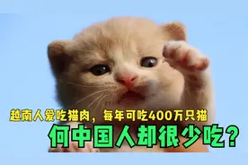 越南人爱吃猫肉，每年可吃400万只猫，为何中国人却很少吃？视频封面