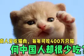 越南人爱吃猫肉，每年可吃400万只猫，为何中国人却很少吃？视频封面