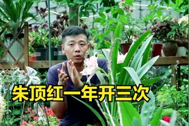 朱顶红只要掌握几个“小技巧”，一年开三次，夏秋季节也不停！视频封面