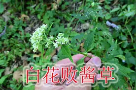 农村的白花败酱草是个宝，当地人称“消炎草”，普通植物且实用视频封面