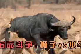 动物世界：狮子VS水牛！非洲大陆宿命的斗争！视频封面