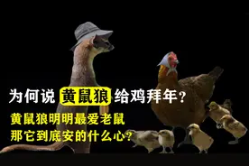 为什么总说“黄鼠狼给鸡拜年，不安好心”？有什么科学依据吗？视频封面