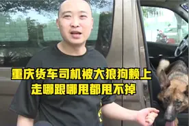 重庆货车司机被大狼狗赖上 走哪跟哪甩都甩不掉视频封面