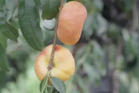 走进北京的“中国桃乡”，平谷大桃里比“久保”好吃的桃这么多！视频封面