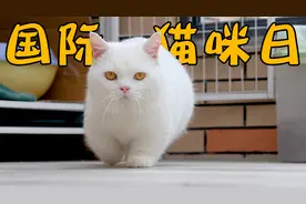 猫咪真是种神奇的生物，越看越顺眼，越看越喜欢！