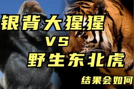 史诗对决：当银背大猩猩碰到野生东北虎，结果会如何？视频封面