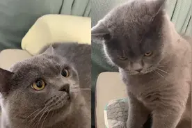 江苏一猫咪被主人打头秒变脸，生气的瞪主人，网友：像极了我女友视频封面