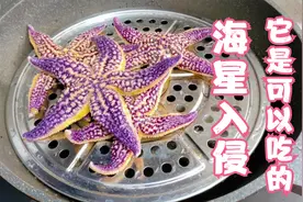 海星入侵青岛，小章赶海抓几个回来吃，有一个注意点大家要切记！视频封面