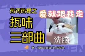 佤味三部曲是什么梗？啊 哒哒哒 爱就跟我走