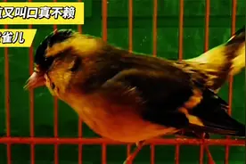 看看这黄雀儿，漂亮善鸣叫口好，连口鸣唱婉转流畅真不错视频封面