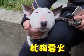 极限挑战：黄渤看了一眼牛头梗，疯狂大笑，越看越觉得像孙红雷！视频封面