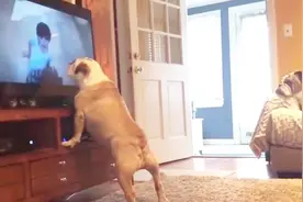 狗狗陪同主人看恐怖片，狗狗全程一惊一乍，主人：倒是被你吓到了