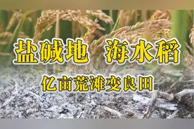中国创造——海水稻视频封面