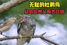 无耻的杜鹃鸟，把蛋寄生在山雀的巢穴，幼鸟竟比成鸟大好几倍！视频封面