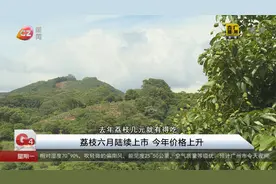 荔枝六月陆续上市 今年价格上升视频封面
