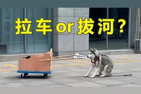 摊牌了，我们的哈士奇不会拉车！各种翻车现场