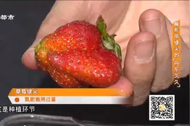 草莓为何个个畸形，带绿尖是否另有隐情，“丹东久久”是真是假？视频封面