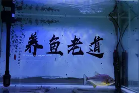 两个月的一缸臭水没有打理，简单一调整，就是一个空气鱼缸视频封面