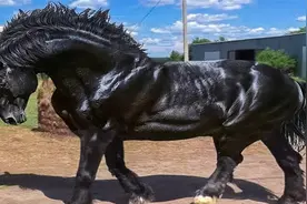 为啥马能跑这么快？马又能跑多快？马一身毽子肉没膘，称霸动物界