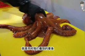 章鱼的处理过程，看完我也能自己动手了