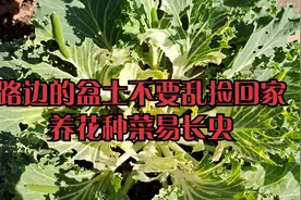 路边丢弃的盆土，不要乱捡回家，不然养花种菜易长虫，切忌莫贪心视频封面