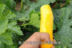 长在地上的“香蕉”，自己家里也能种，播种50天就能吃，赶紧试试视频封面