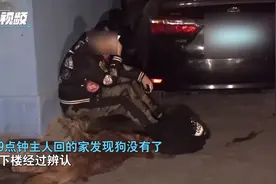 沈阳一金毛不慎坠楼身亡，主人发现时崩溃大哭，白天上班家里没人视频封面