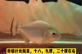 一个鱼缸一条鱼，水温20度，长期不换水，这条鱼活的倒很自在
