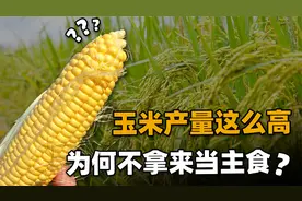 亩产比小麦和水稻高近两倍，为何却很少有国家把玉米当主粮？视频封面