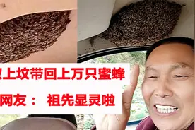 大叔上山祭祖带回上万只蜜蜂走红国外 外国网友：这是祖先显灵啦视频封面