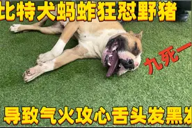 比特犬蚂蚱狂怼野猪，导致气火攻心舌头发黑发紫，简直是九死一生视频封面