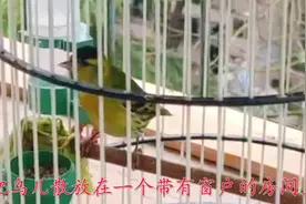 如何让黄雀服笼上手开唱，这些技巧少不了视频封面