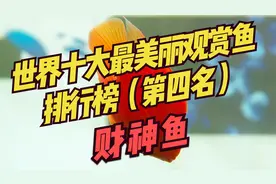 世界十大最美丽观赏鱼排行榜（第四 名）：鹦鹉鱼~