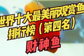世界十大最美丽观赏鱼排行榜（第四 名）：鹦鹉鱼~