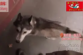 20221111唐师曾：王开回老家（灵境胡同陈赓故居）视频封面