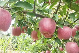 实拍:甘肃静宁苹果之乡，小伙怀疑自己之前吃的假苹果！视频封面