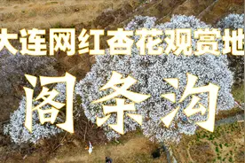 大连网红杏花观赏地，阁条沟解封开放啦！现在正是盛花期赶紧去视频封面