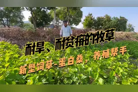 新型高蛋白饲草，蛋白桑耐旱耐贫瘠，种植一次收获20~30年！视频封面